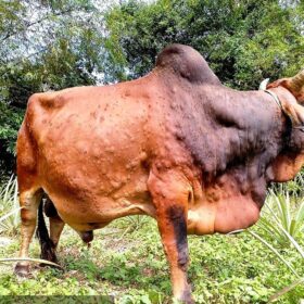 bệnh viêm da nổi cục trên trâu, bò